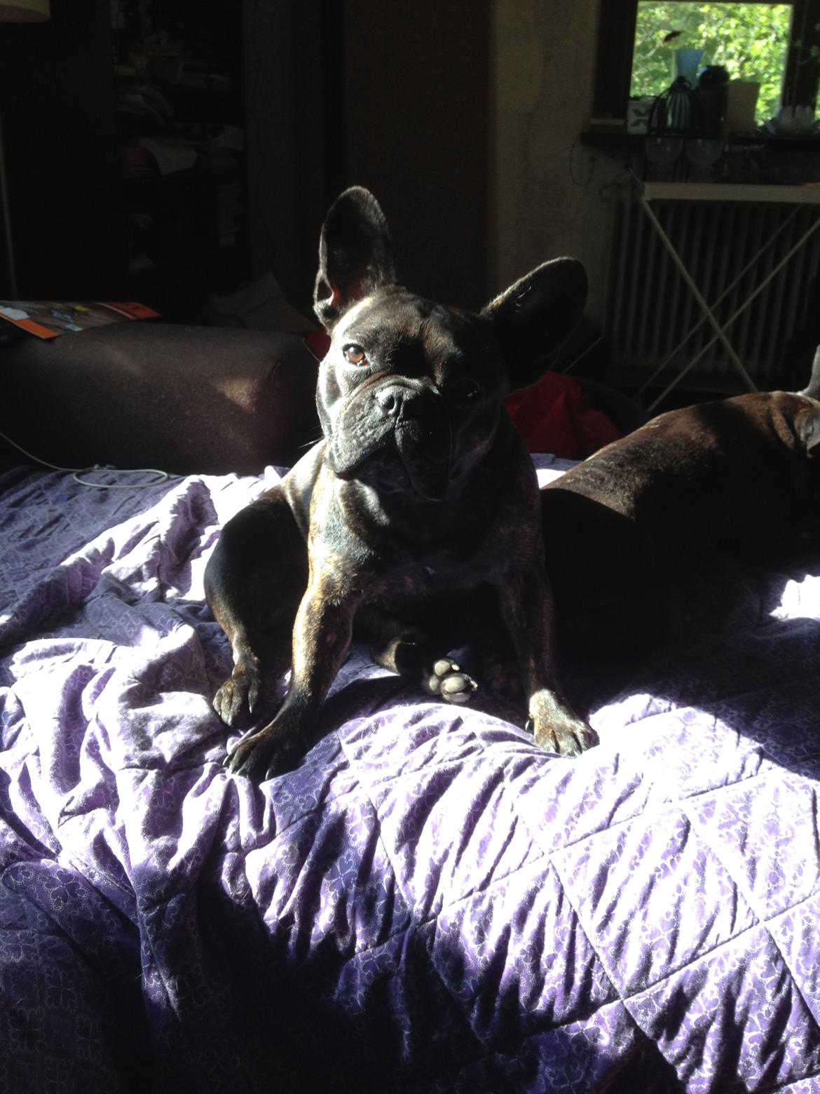 Fransk bulldog *Babette* - Babette i 1. løb, nu er min lille baby min store baby <3 billede 8