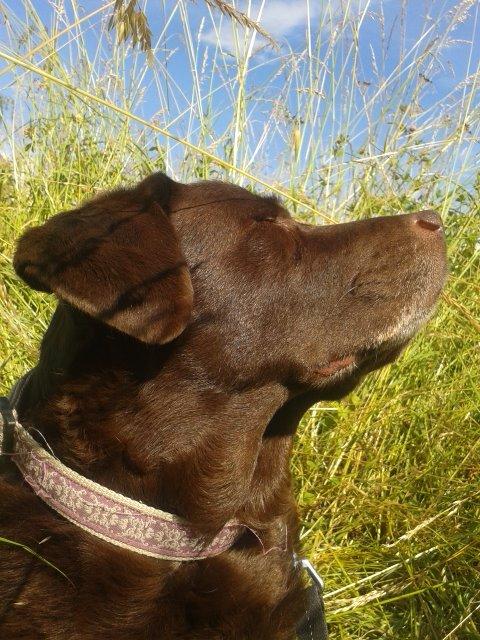 Labrador retriever Molly La Moulin <3 - '' Pose to the Wind '' - 25-06.14 billede 14