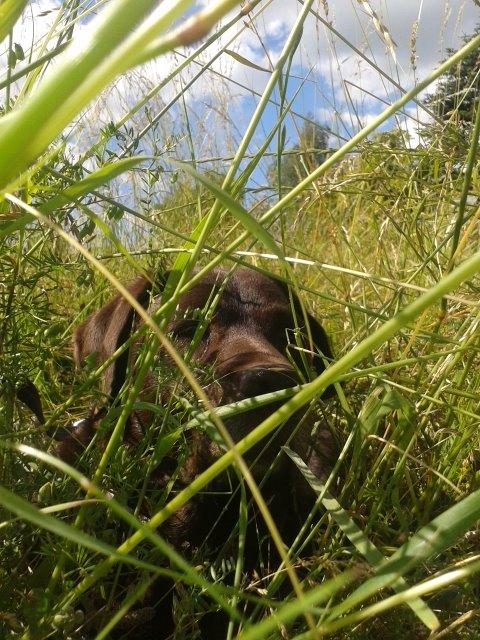 Labrador retriever Molly La Moulin <3 - '' OMG! Der er en bi! ''  25-06.14 billede 16