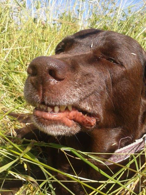 Labrador retriever Molly La Moulin <3 - '' Grrr. Græs i munden.. ''  25-06.14 billede 17