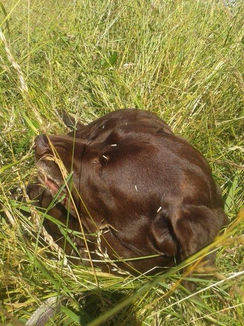 Labrador retriever Molly La Moulin <3 - '' Stadig for meget græs... ''  25-06.14 billede 18