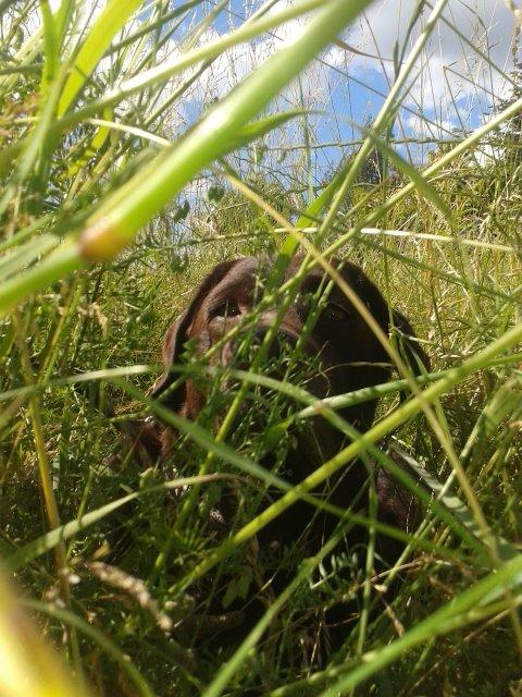 Labrador retriever Molly La Moulin <3 - '' I can see yoooou! ''  25-06.14 billede 15