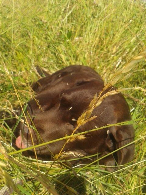 Labrador retriever Molly La Moulin <3 - '' Tungen i luften igen ''  25-06.14 billede 19