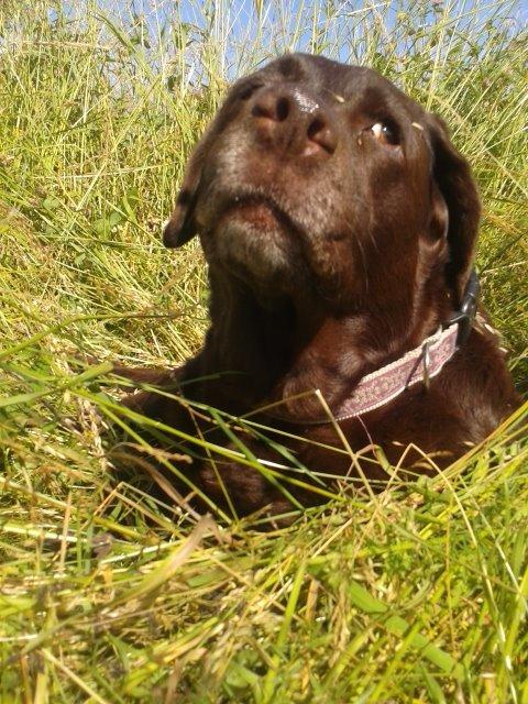 Labrador retriever Molly La Moulin <3 - Hej. Velkommen til Mollys profil ;) billede 1