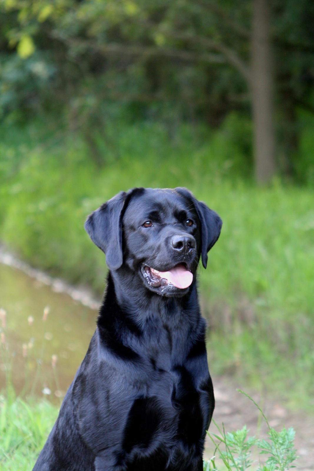 Labrador retriever Jajeem's Joey billede 15