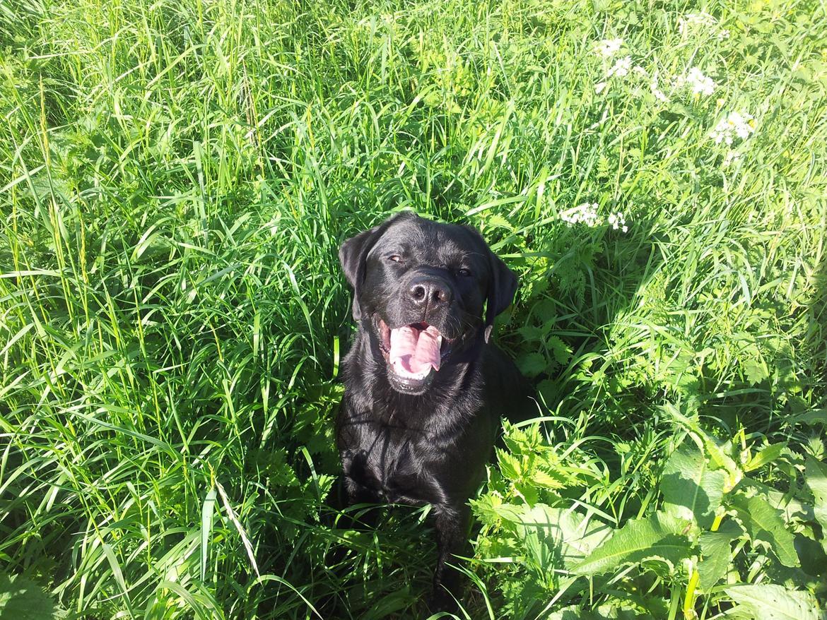 Labrador retriever Jajeem's Joey - Joey 1 år gammel i højt græs :) billede 6