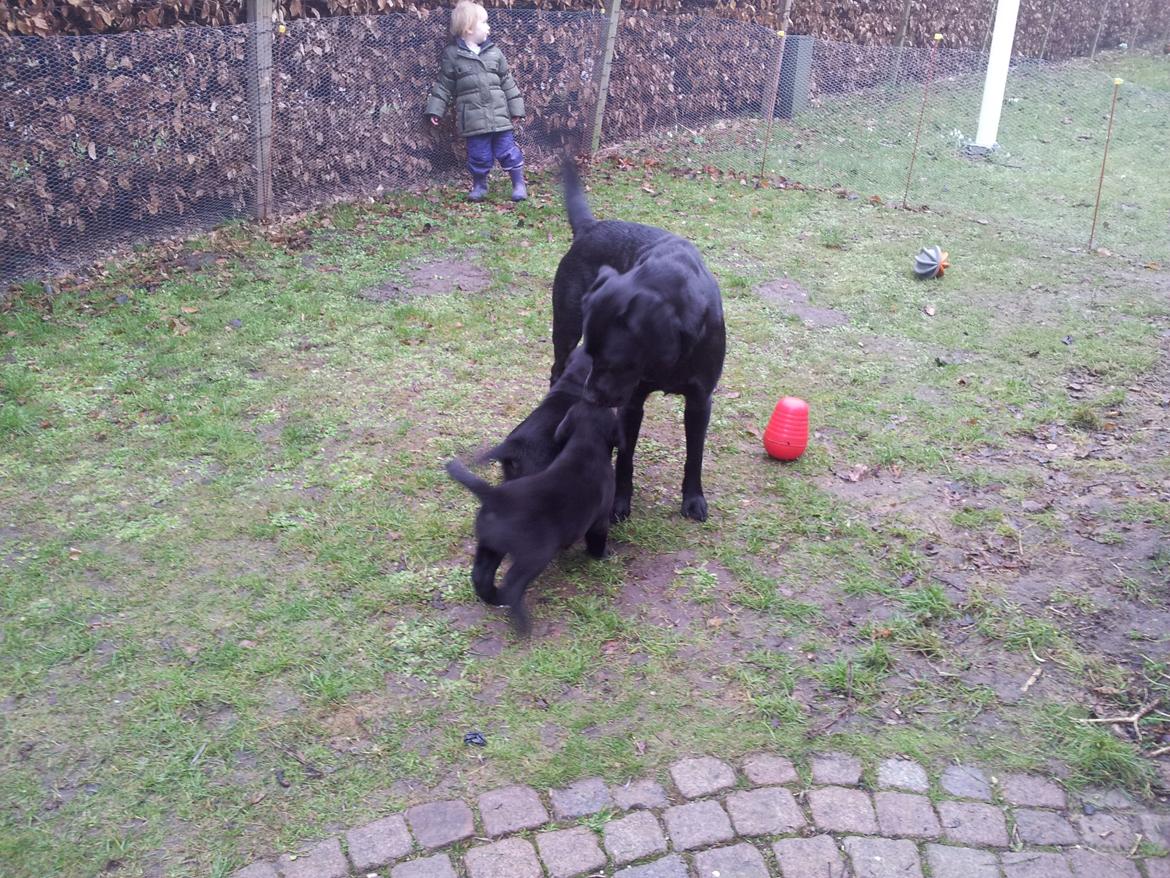 Labrador retriever Jajeem's Joey - Måsen hilser på et kuld hvalpe :)  billede 16