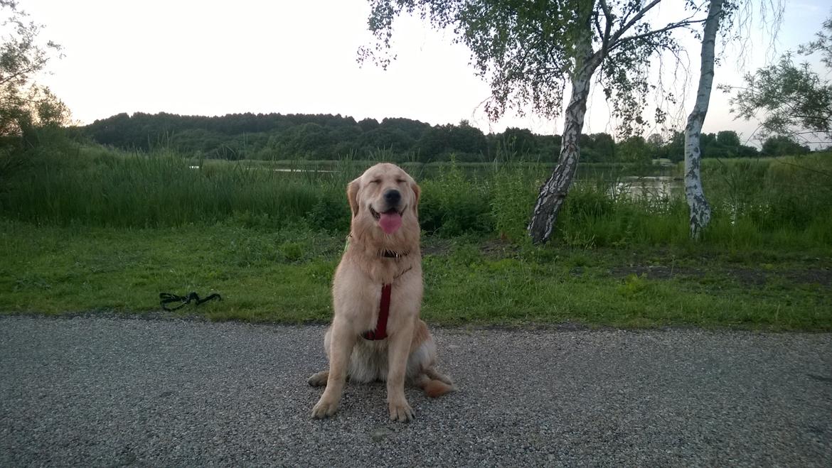 Golden retriever Molly billede 3