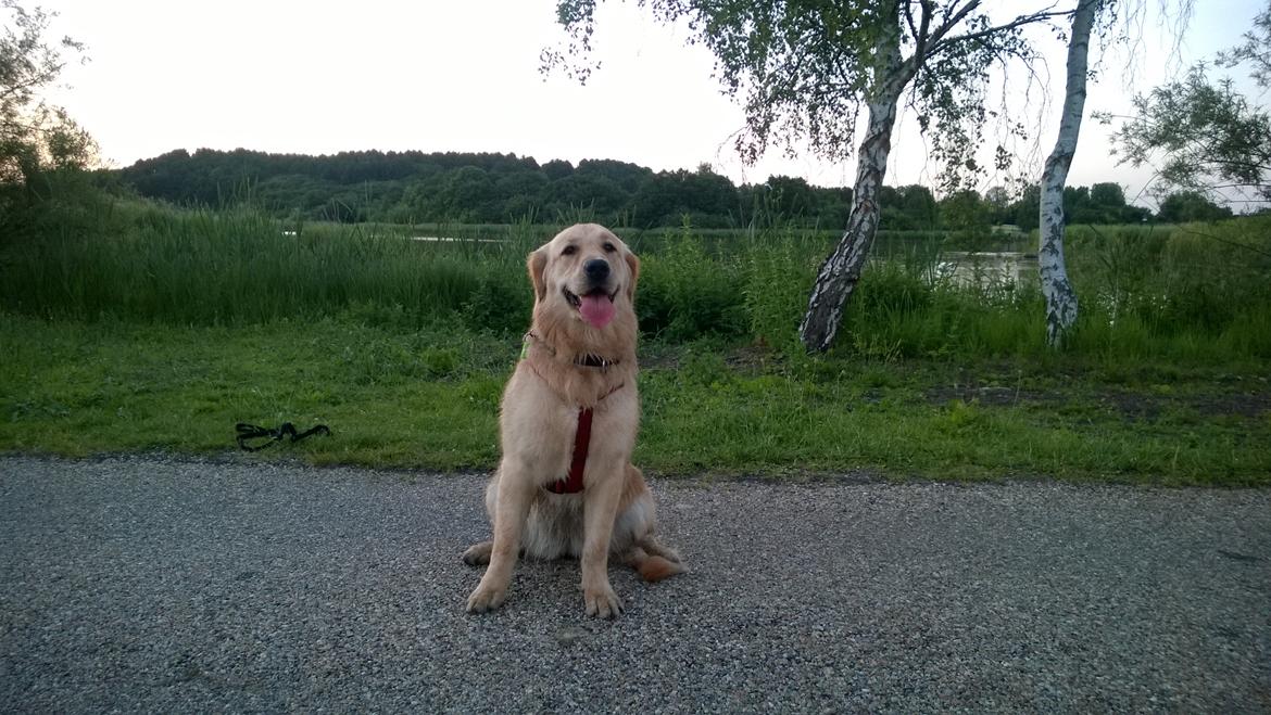 Golden retriever Molly billede 4