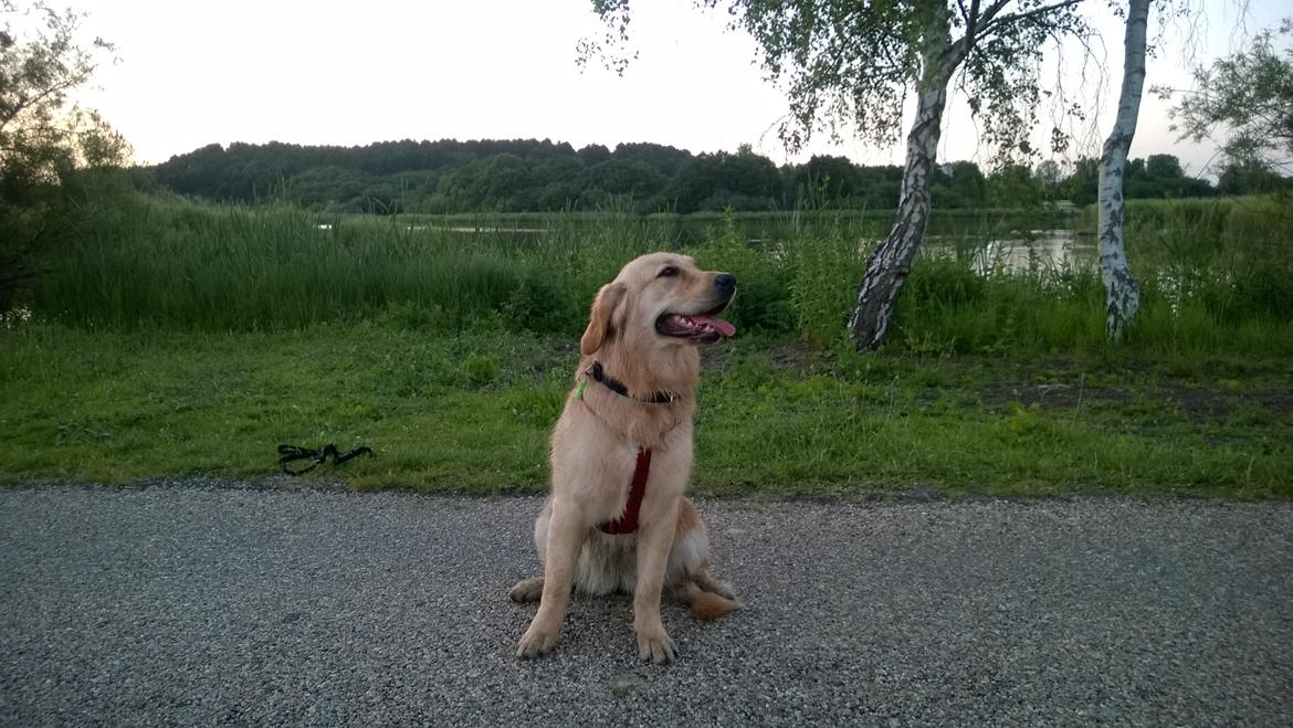 Golden retriever Molly billede 2