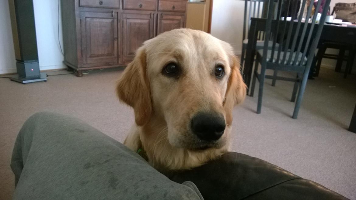 Golden retriever Molly billede 5