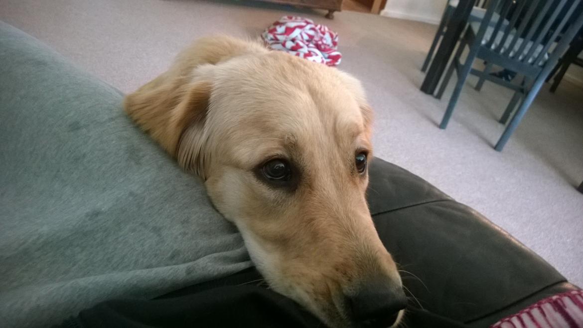 Golden retriever Molly billede 7