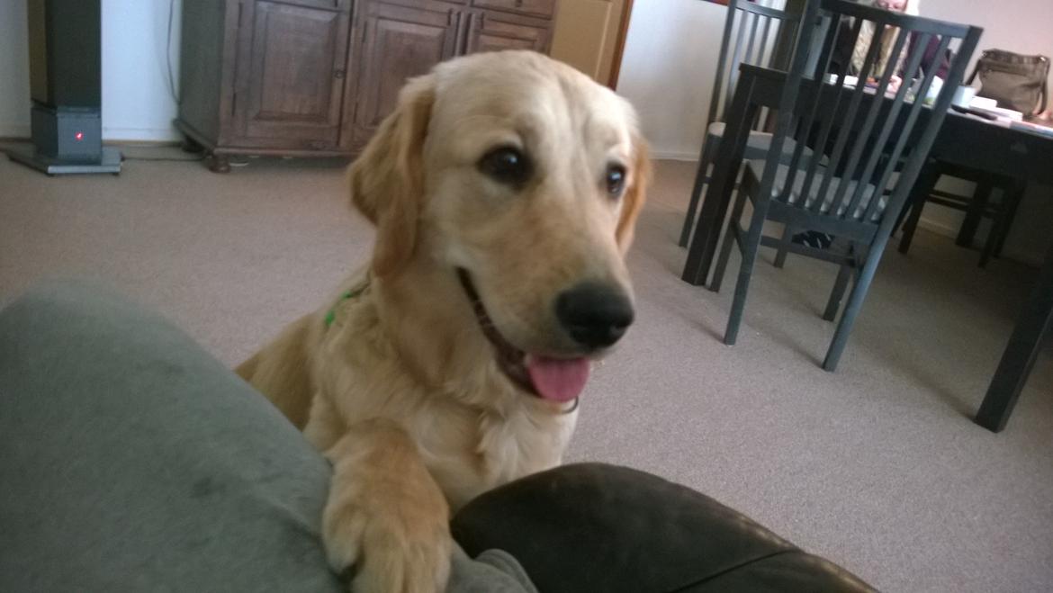 Golden retriever Molly billede 6