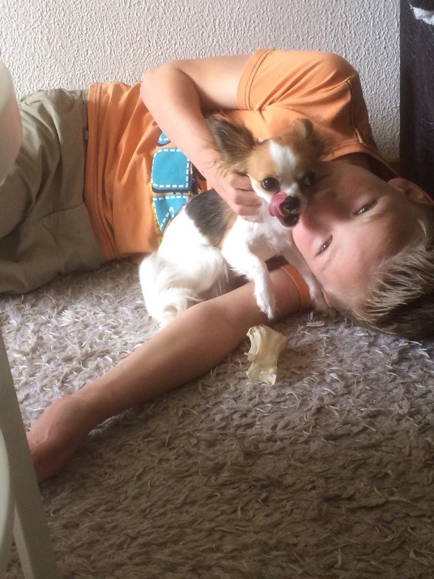 Chihuahua Diva ( R.I.P ) dødede 1,5 år billede 3