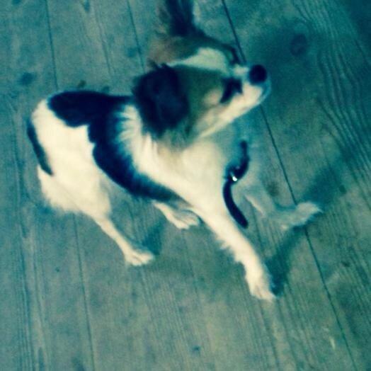 Chihuahua Diva ( R.I.P ) dødede 1,5 år billede 4