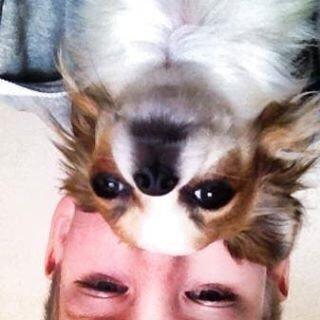 Chihuahua Diva ( R.I.P ) dødede 1,5 år billede 8