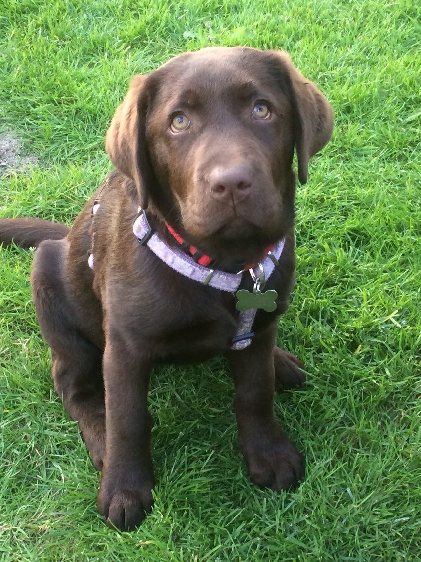 Labrador retriever Toffie billede 1