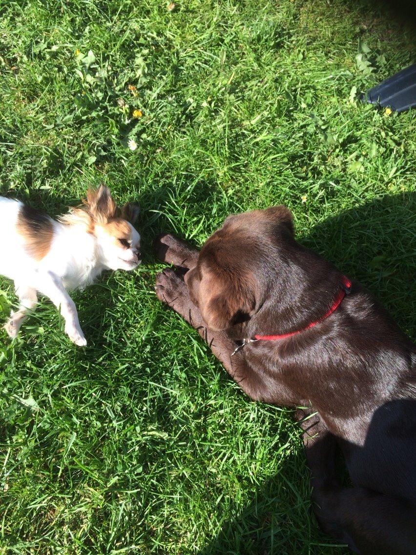 Labrador retriever Toffie billede 2