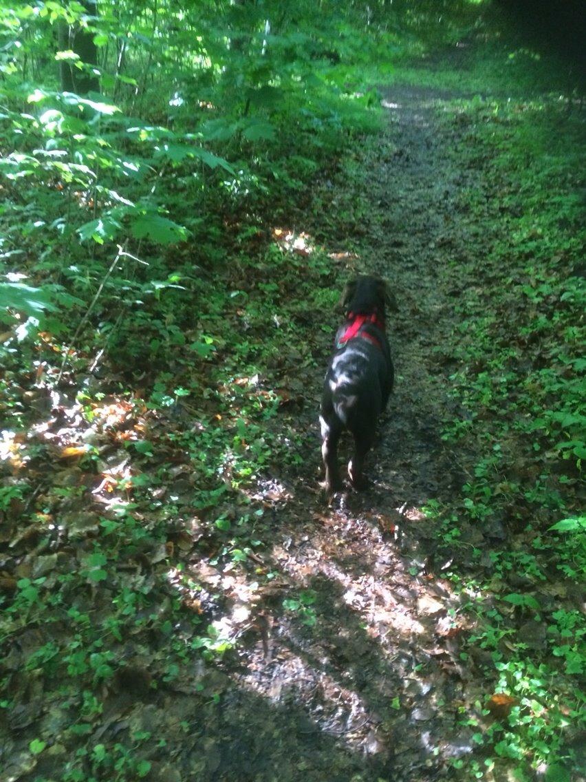 Labrador retriever Toffie billede 3