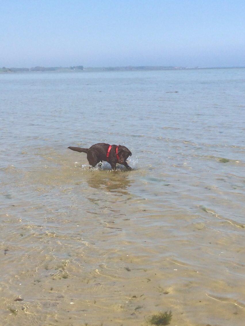 Labrador retriever Toffie billede 5