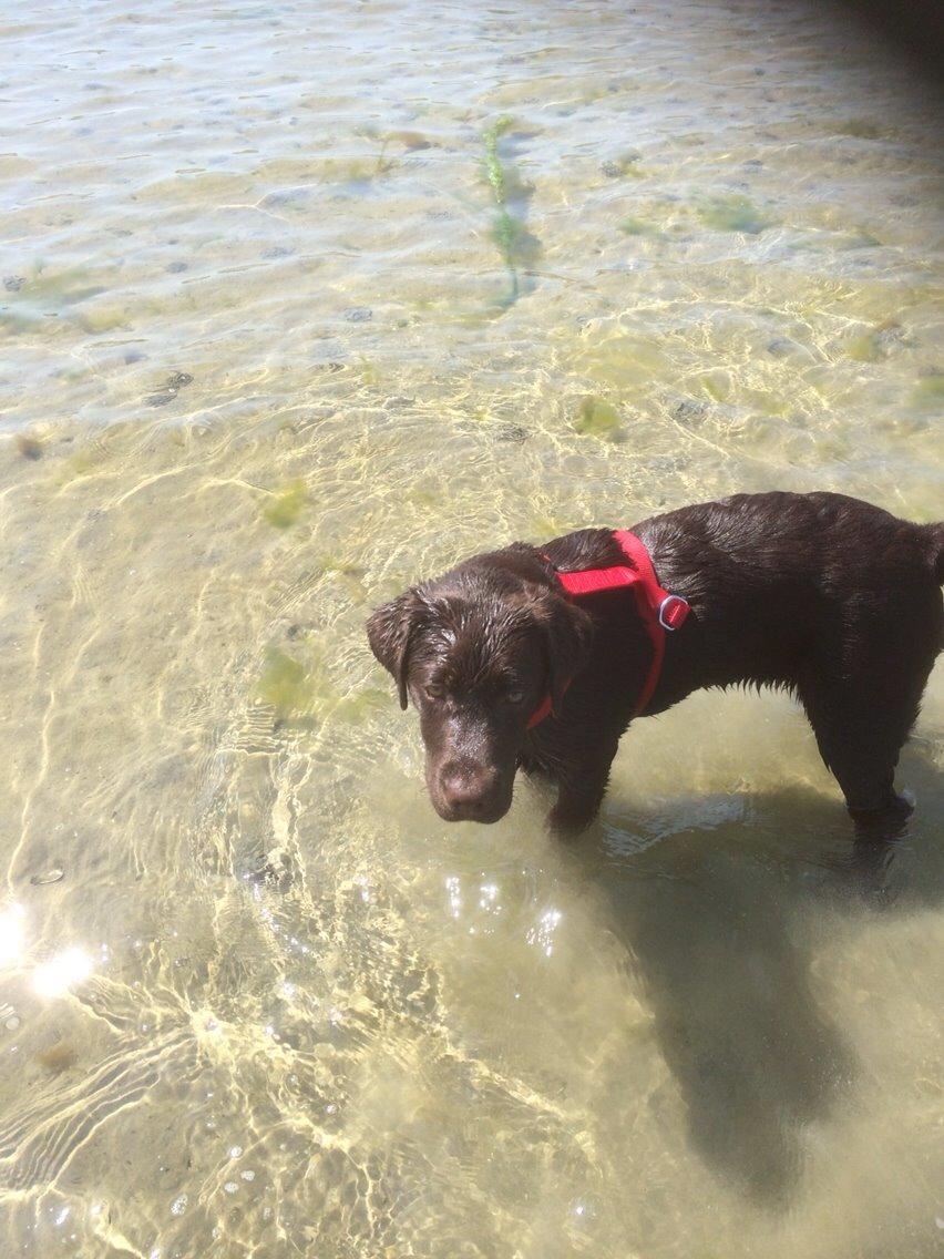 Labrador retriever Toffie billede 4