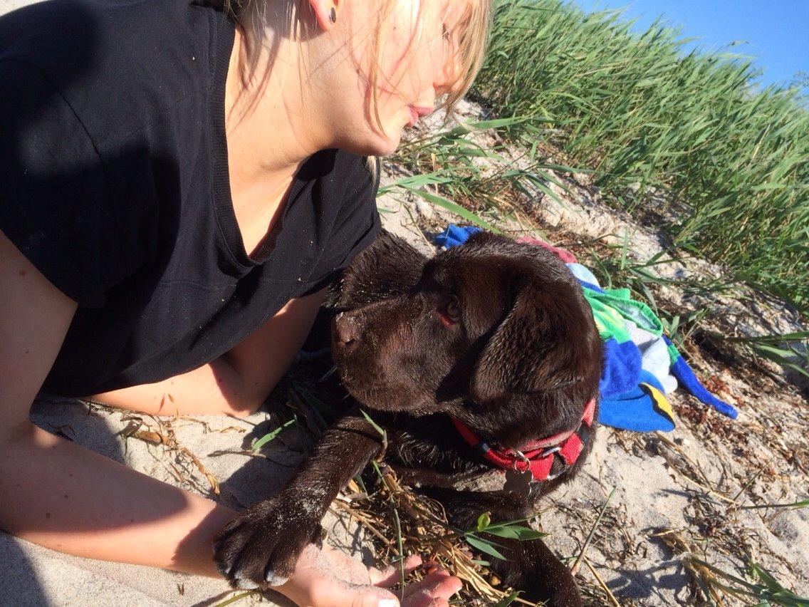 Labrador retriever Toffie billede 8