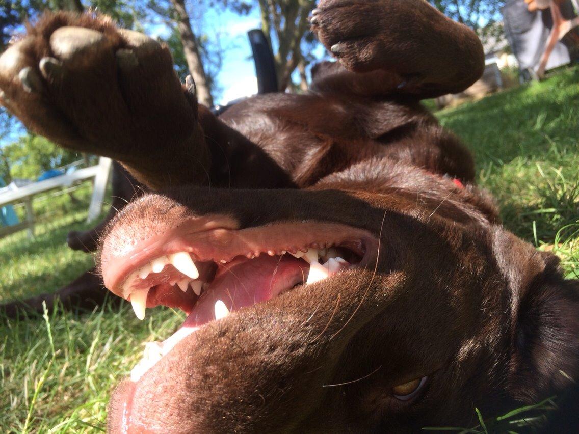 Labrador retriever Toffie billede 9