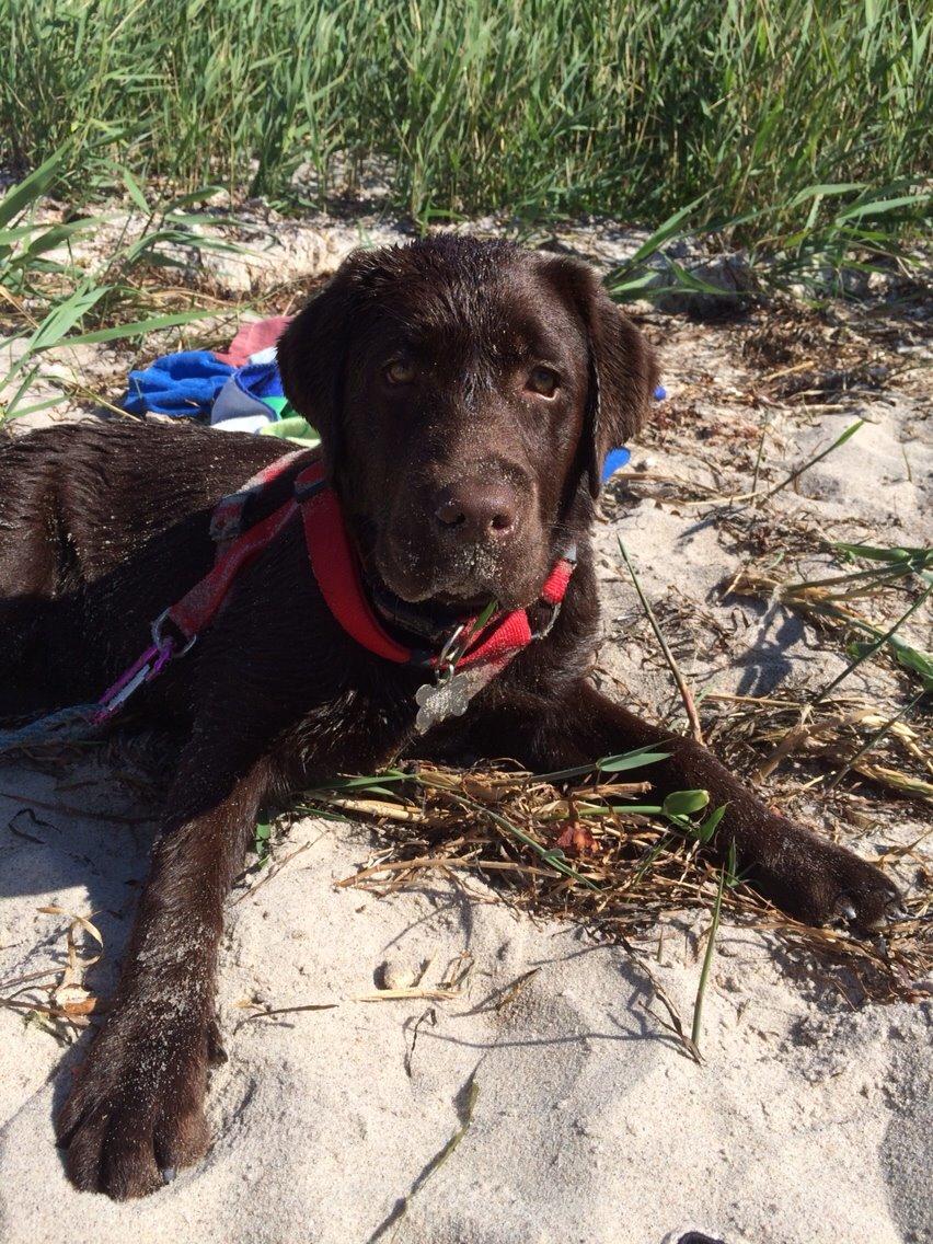 Labrador retriever Toffie billede 7