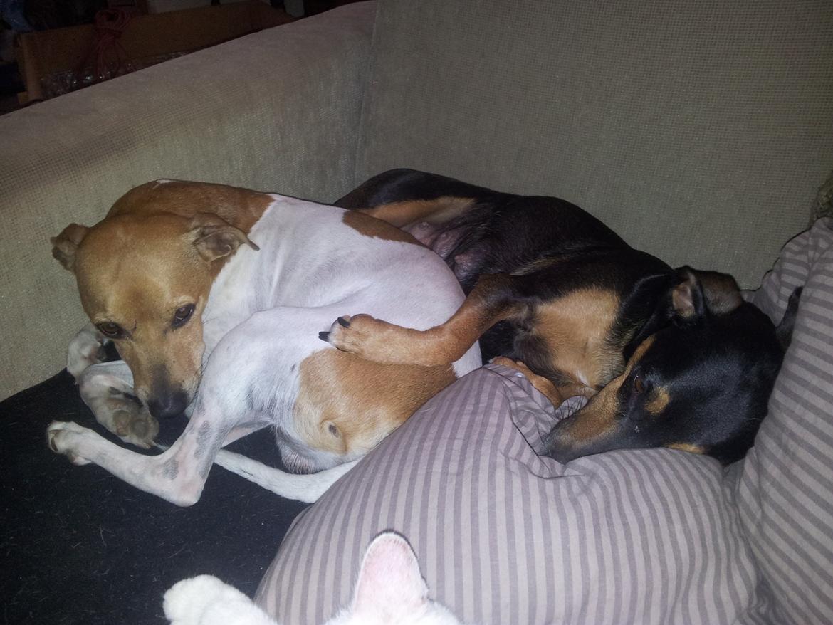 Blanding af racer Tilde billede 10