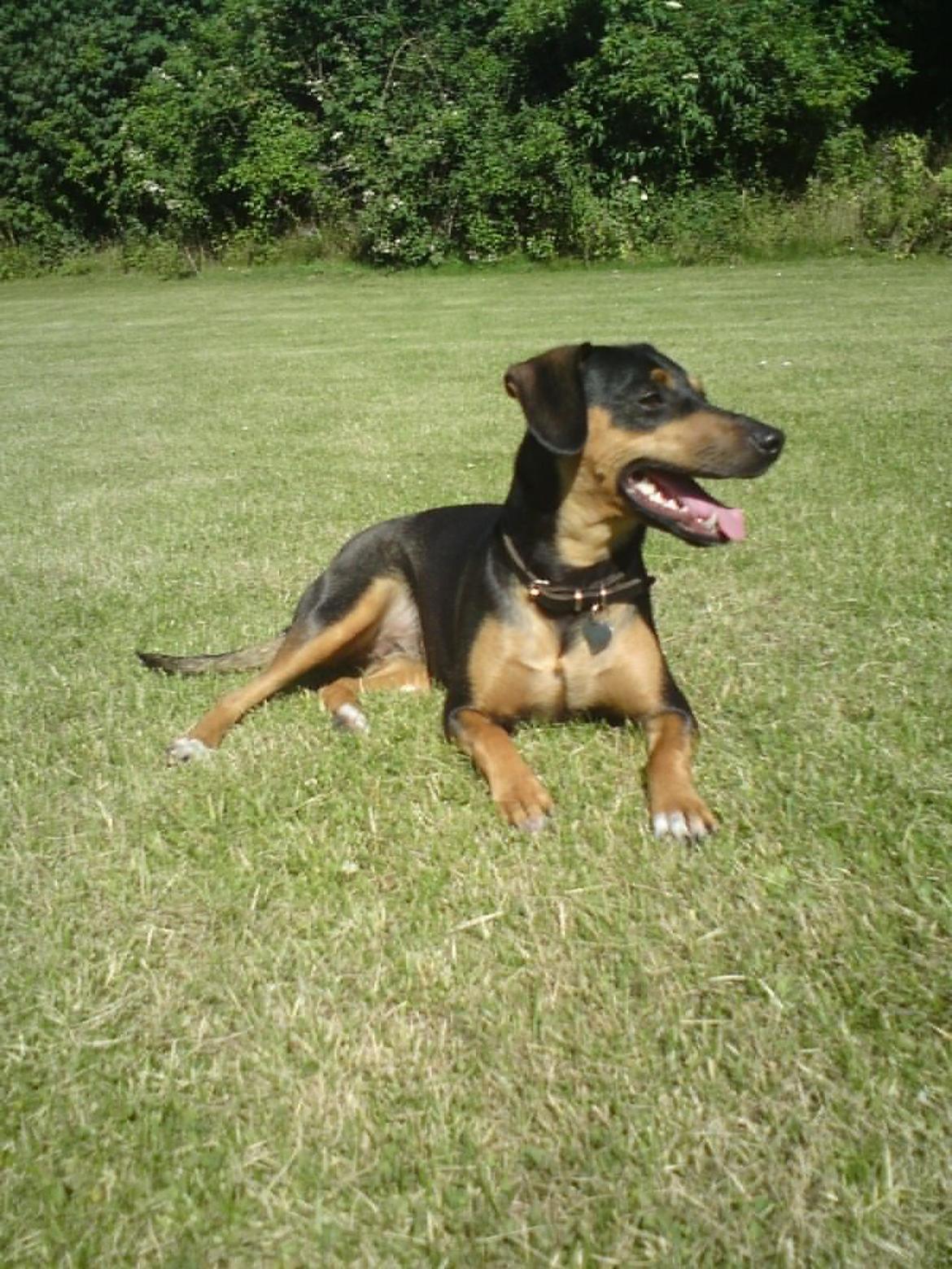 Blanding af racer Tilde billede 1