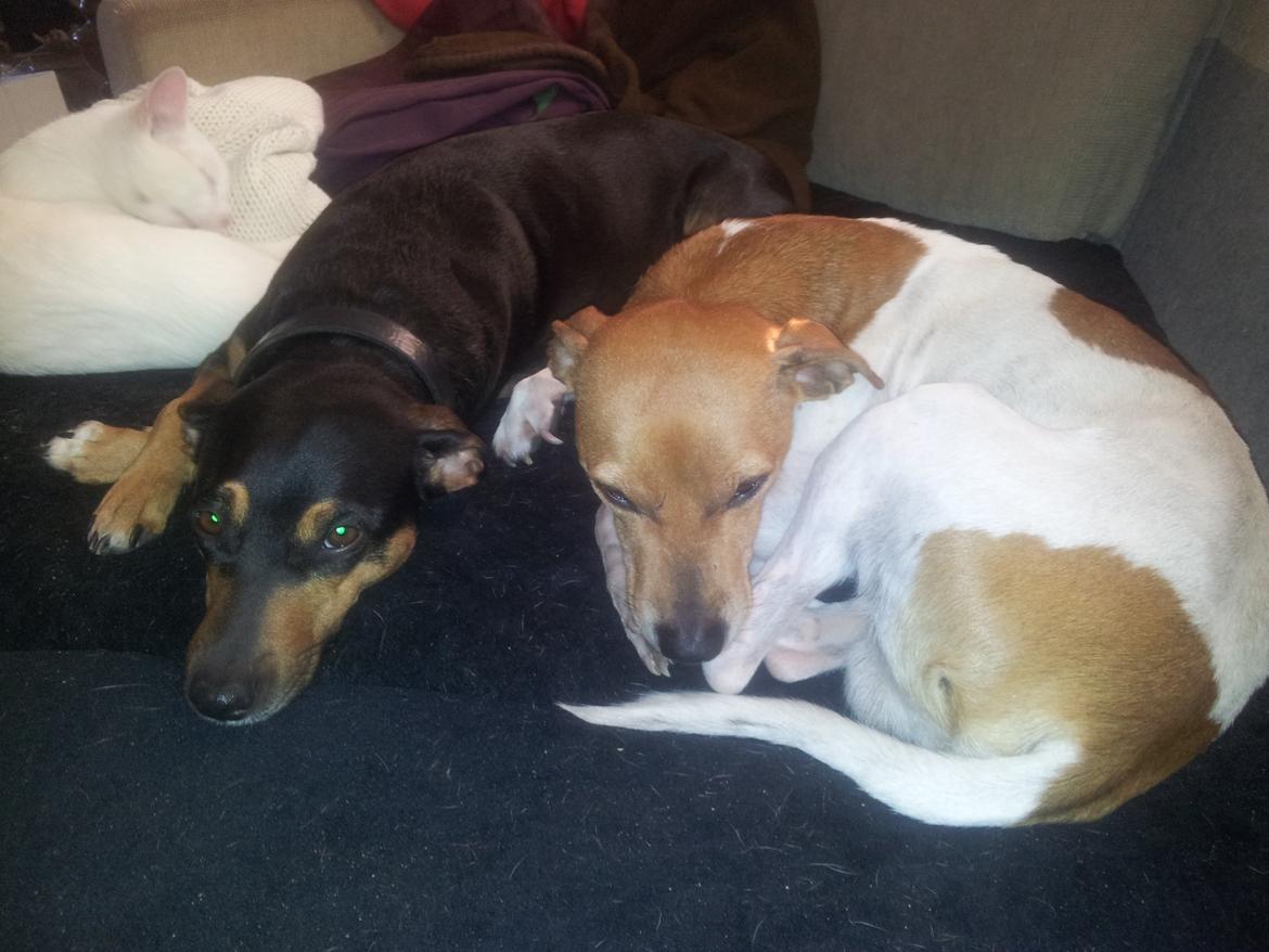 Blanding af racer Tilde billede 12