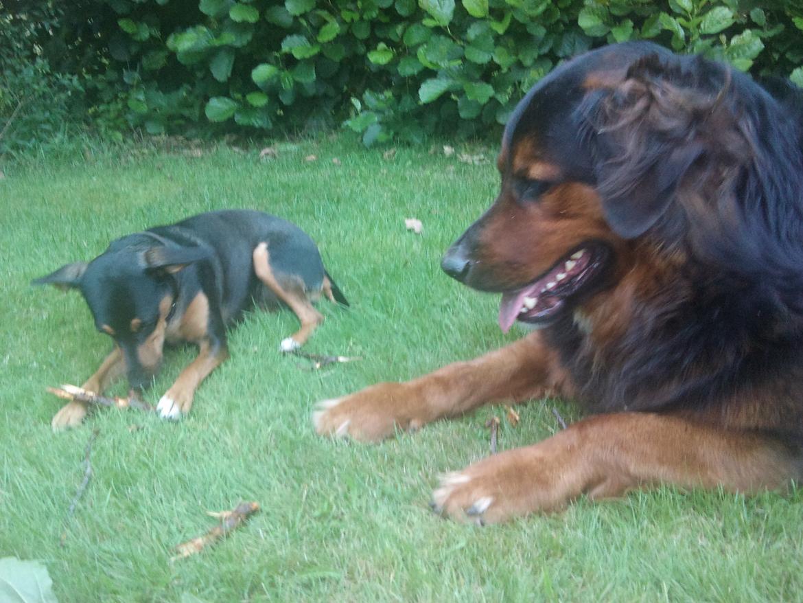 Blanding af racer Tilde - "Børne passeren" Thorkild..  billede 13