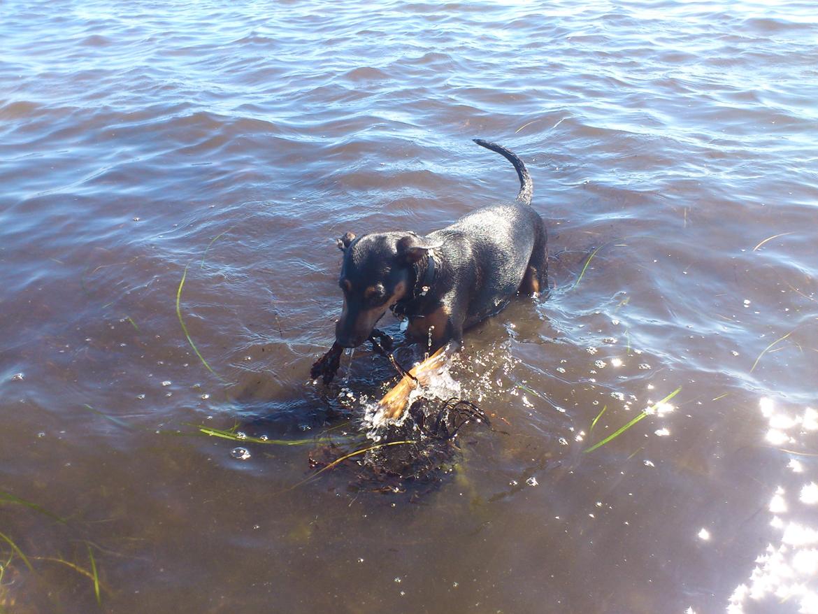 Blanding af racer Tilde - I sit rette element. I vandet og en madpakke - bestående af tang i munden. Mærkelige hund ;)  billede 14