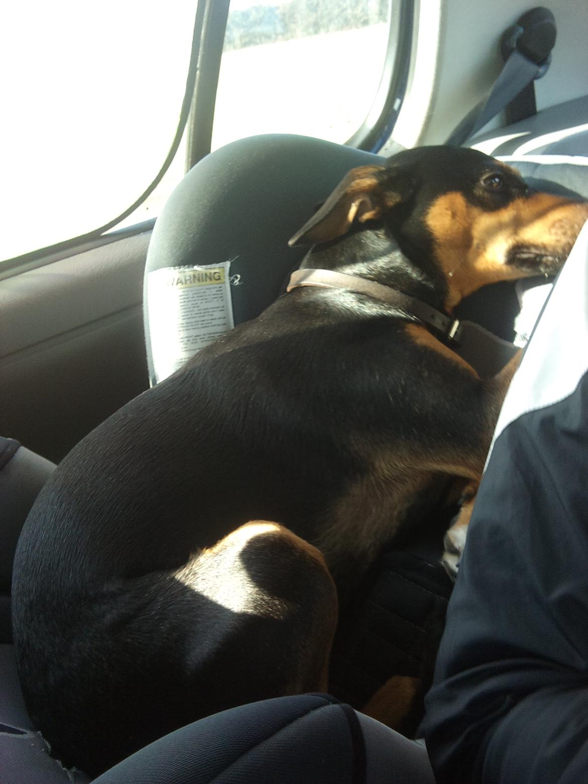 Blanding af racer Tilde - Godt der lige var en stol i nærheden, når nu Musser var træt ;) billede 15