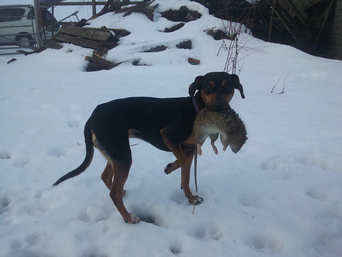 Blanding af racer Tilde - Tilde ca et år. Hun var med hos hesten, så en rotte og vupti så var den død. Hun var noget så stolt og ville helst ikke aflevere sit fine trofæ.. billede 16