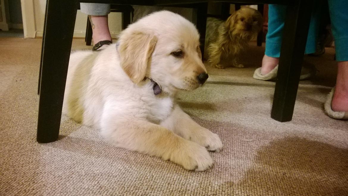 Golden retriever Molly billede 8