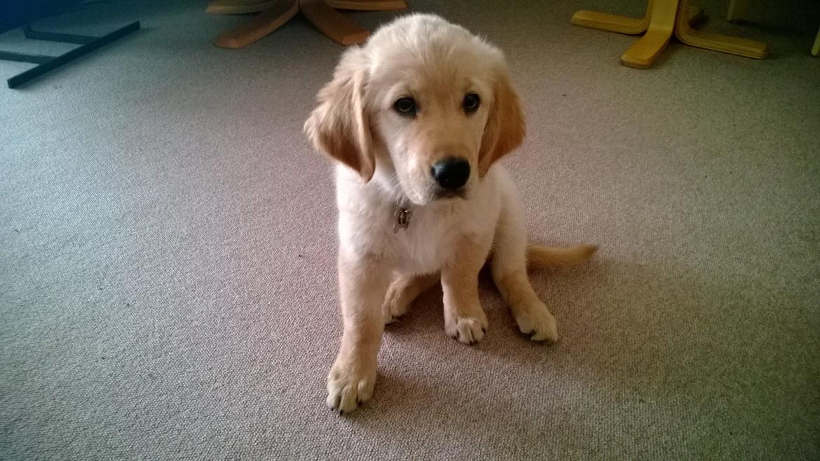 Golden retriever Molly billede 10