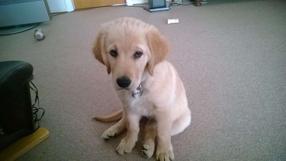 Golden retriever Molly billede 11