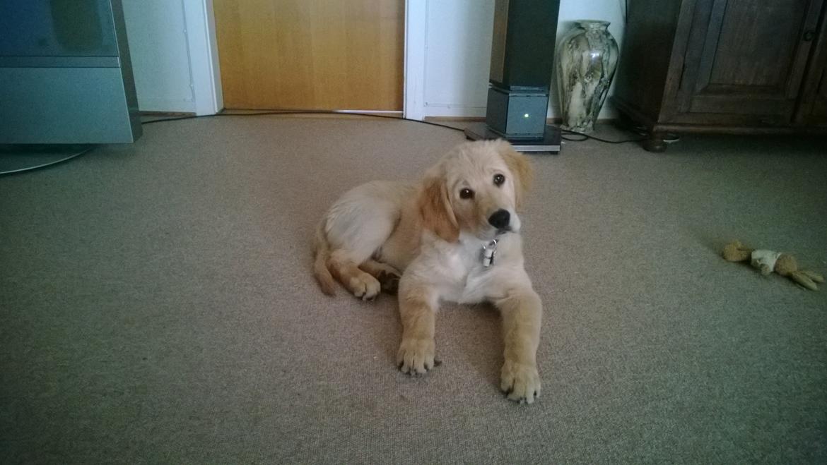 Golden retriever Molly billede 12