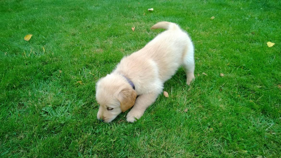 Golden retriever Molly billede 9