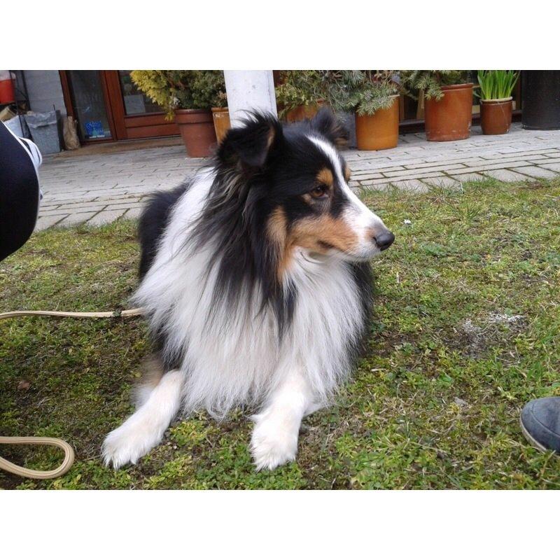 Shetland sheepdog Baloo - Har dyb øjen-kontakt med en due :D FOTO: Mig billede 8