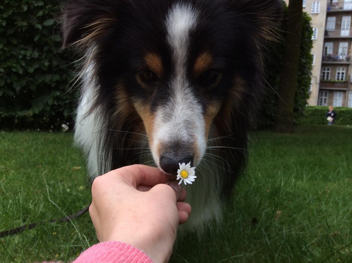 Shetland sheepdog Baloo - Smukke billede 2
