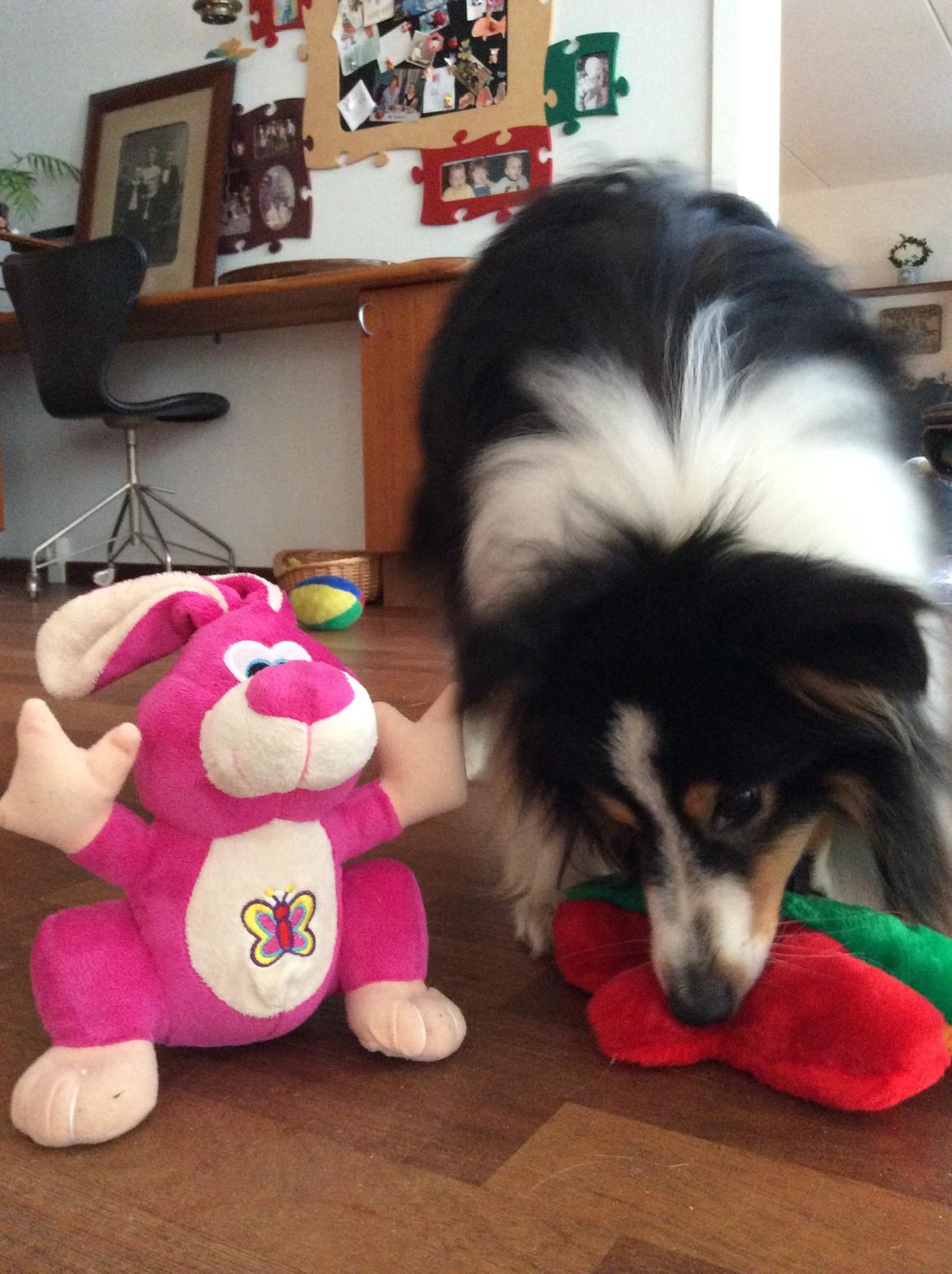 Shetland sheepdog Baloo - Baloo med sine gaver! 4 år gammel FOTO: Mig billede 10