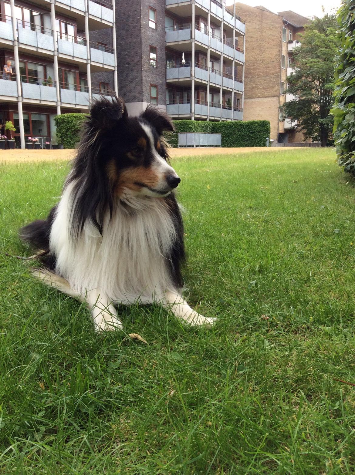 Shetland sheepdog Baloo - L U S K E! billede 11