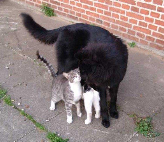 Groenendael Lia - Møsser til og fra udekattene. ;) billede 21