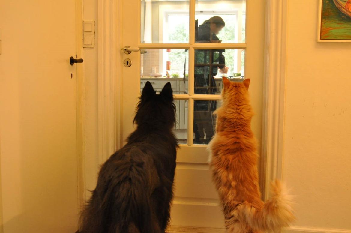 Groenendael Lia - Der åbnes tun i køkkenet og døren er LUKKET!!! billede 23