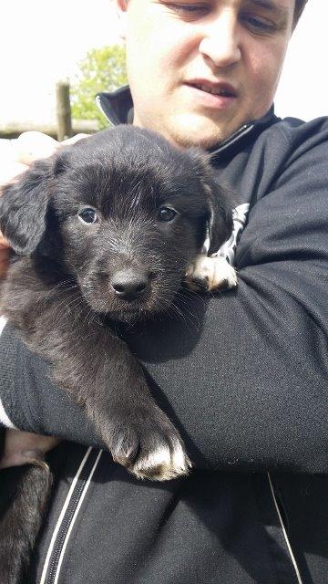 Blanding af racer Veto billede 2