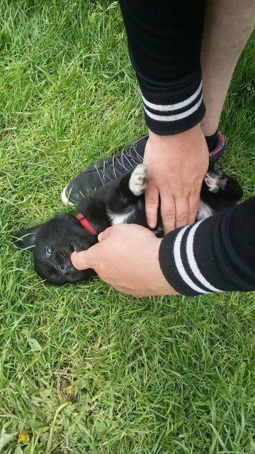 Blanding af racer Veto billede 3