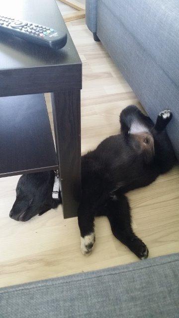 Blanding af racer Veto billede 4