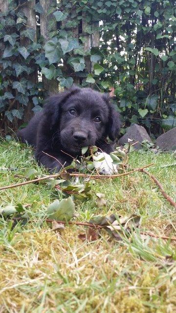 Blanding af racer Veto billede 6